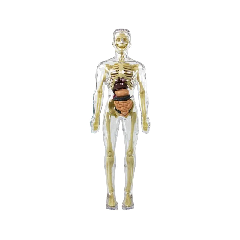 3d Human Body Torso Model for Kid Anatomy Model Skeleton